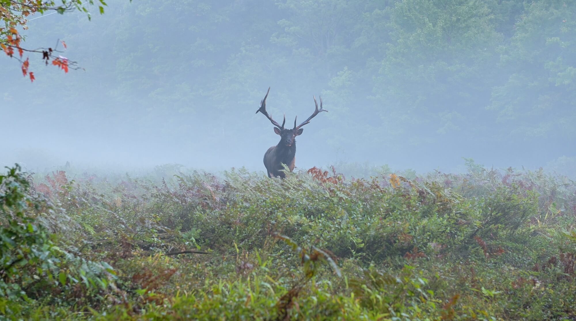 Featured Image for The Ultimate Guide to Planning an Elk Hunting Adventure